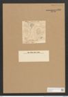 Surirella striatula Turp. (de-Toni-Nr.: Genus 53, Species 2238) Zeichnungen Sammlung Grunow Nr. 4666 (NHMW-BOT-W0372733)